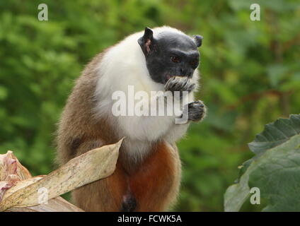 Il brasiliano Pied Tamarin monkey (Saguinus bicolor) gorging su un pezzo di frutta Foto Stock