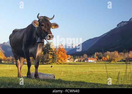 Tedesco bovini marrone in piedi su un prato di Pfronten, Algovia, Baviera, Germania. Foto Stock