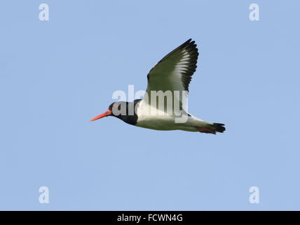 Close-up di un pied eurasiatica (Oystercatcher Haematopus ostralegus) in volo Foto Stock
