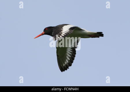 Close-up di un pied eurasiatica (Oystercatcher Haematopus ostralegus) in volo Foto Stock