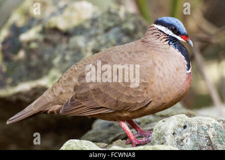 A testa azzurra quaglia-colomba (Starnoenas cyanocephala) adulto camminando sulla terra, tra rocce, Cuba Foto Stock