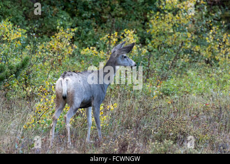 Mule Deer (Odocoileus hemionus) Foto Stock