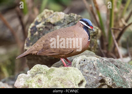 A testa azzurra quaglia-colomba (Starnoenas cyanocephala) adulto camminando sulla terra, tra rocce, Cuba Foto Stock