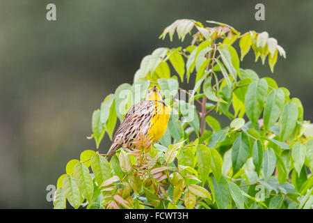 Orientale (meadowlark Sturnella magna) maschio adulto arroccato e canto, Cuba Foto Stock