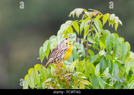 Orientale (meadowlark Sturnella magna) maschio adulto arroccato e canto, Cuba Foto Stock