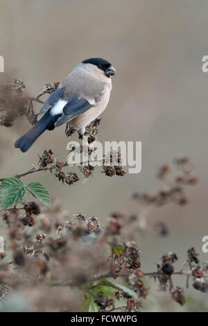 Bullfinch, Pyrrhula pyrrhula, unica donna sul ramo, Warwickshire, Gennaio 2016 Foto Stock