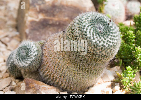 Mammillaria hahniana. Old Lady cactus. Foto Stock