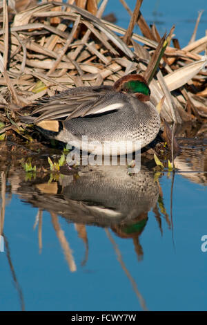 Eurasian teal, Anas crecca. Ritratto di sesso maschile nel piumaggio di allevamento in appoggio al lago. Foto Stock