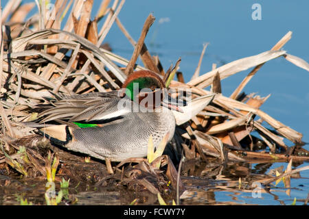 Eurasian teal, Anas crecca. Ritratto di sesso maschile nel piumaggio di allevamento in appoggio al lago. Foto Stock