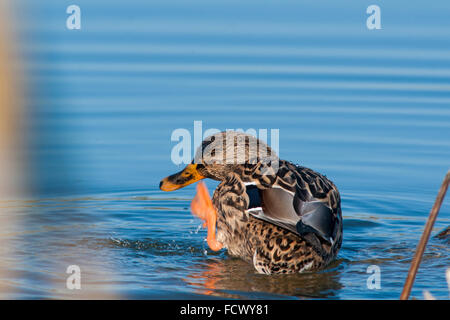 Il Germano Reale, Anas platyrhynchos. Ritratto orizzontale di una femmina adulta in allevamento piumaggio preenig piume al lago. Foto Stock