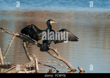 Ritratto orizzontale del cormorano phalacrocorax carbo sinensis, Phalacrocorax carbo, adulti a prendere il sole, appollaiato su un ramo per asciugare il piumaggio. Foto Stock