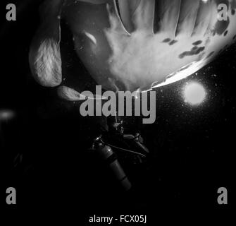 Meraviglie della Natura: Hawaiian manta ray "Vicky Ray" (Manta alfredi) " Mosche " al di sopra di un subacqueo la testa su una immersione notturna, Kona, , Hawaii, STATI UNITI D'AMERICA Foto Stock