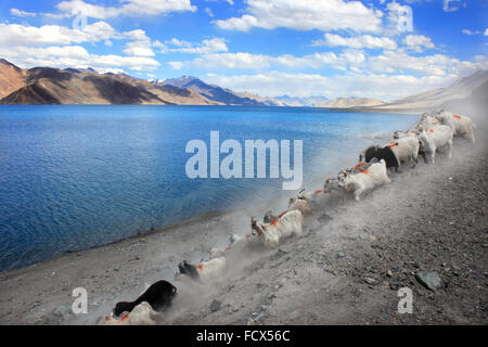 Pangong Tso, il lago in Ladakh India del Nord Foto Stock