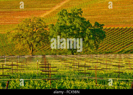 I vigneti di Sonoma Valley, California Foto Stock