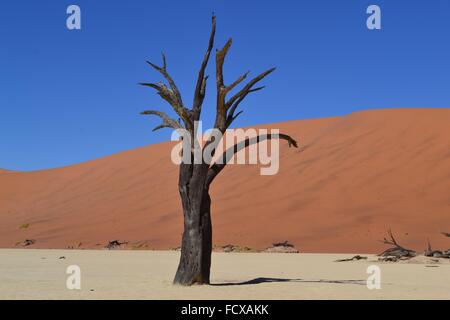 Lone albero morto a Sossusvlei, Namibia, Africa Foto Stock