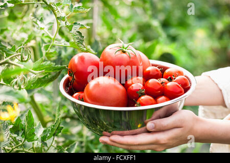 Pomodori freschi e pomodori ciliegia in un recipiente tenuto a mano nel campo Foto Stock