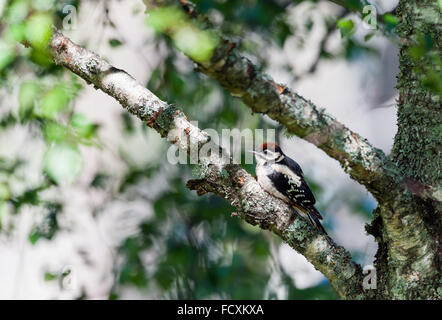 I capretti picchio rosso Foto Stock