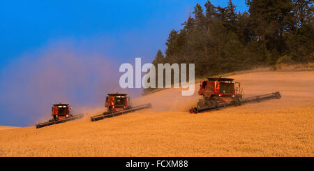 Custodia combina la raccolta di frumento nel Palouse regione orientale di Washington Foto Stock