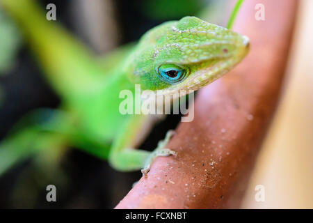 Close up di Carolina anole, lizard. Foto Stock
