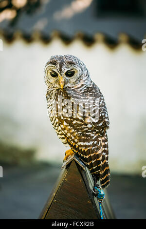 Il rufous zampe allocco (Strix rufipes) è una di medie dimensioni owl con nessun orecchio ciuffi. Gli uccelli selvatici. Vicino la testa, il volto. Foto Stock