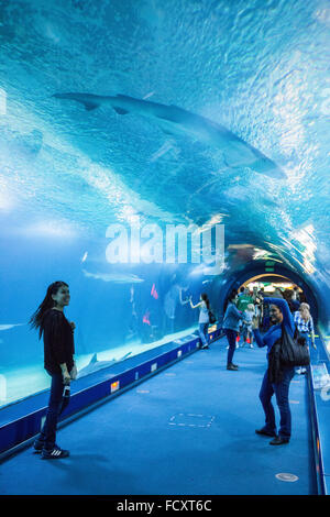 Tunnel sottomarino di 38 metri in oceani area,i visitatori godere la vita marina,Oceanografo da Félix Candela,nella Città delle Arti e delle Scien Foto Stock