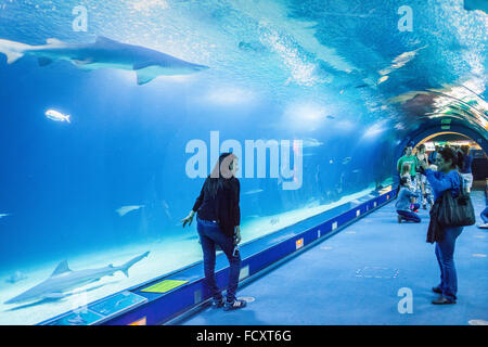 Tunnel sottomarino di 38 metri in oceani area,i visitatori godere la vita marina,Oceanografo da Félix Candela,nella Città delle Arti e delle Scien Foto Stock