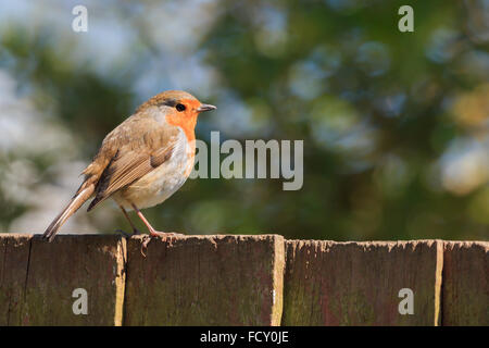 Soleggiato Robin appollaiato su un REGNO UNITO Recinzione da giardino Foto Stock