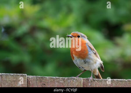 Robin appollaiato sulla recinzione di legno in un giardino DEL REGNO UNITO Foto Stock