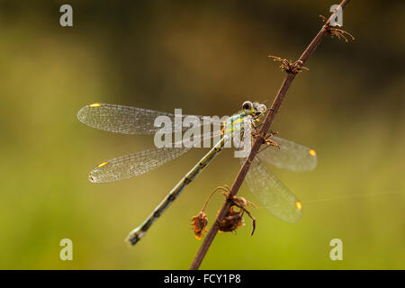 Willow emerald damselfly o western willow spreadwing (Chalcolestes viridis) essiccazione di ali di balneazione in luce del sole. Foto Stock