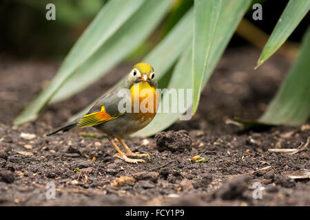 Rosso-fatturati leiothrix o giapponese nightingale, Leiothrix lutea, camminando attraverso un ambiente tropicale a livello del suolo. Foto Stock