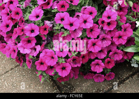 Rosa fiori di petunia Foto Stock