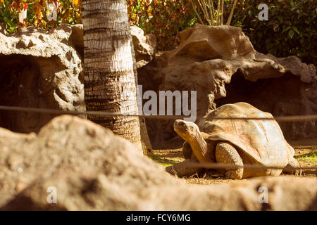 TENERIFE, Spagna - 15 gennaio 2013: enorme turtle - tartaruga gigante (Geochelone gigantea) nel Loro Parque, Puerto de la Cruz, Santa Foto Stock
