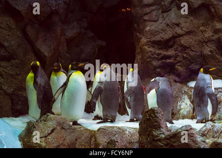 I pinguini sul ghiacciaio artificiale nel Loro Parque (Loro Parque, Tenerife Foto Stock