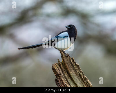 Singolo adulto Gazza (Pica pica) rovistando in un bosco naturale ambiente di campagna. In posa, appollaiato su un ceppo di albero. Isolato. Foto Stock