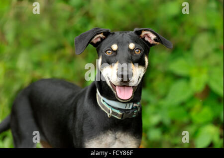 Happy dog è un grazioso cucciolo di cane con un grande sorriso sul suo volto. Foto Stock