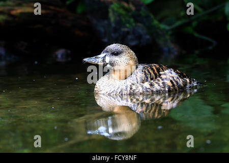 African bianco-backed Duck, (Thalassornis leuconotus), , captive, Gloucestershire, Inghilterra, Regno Unito. Foto Stock