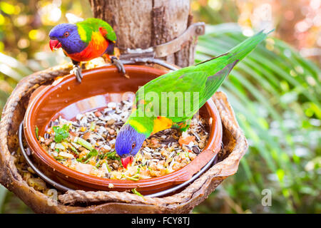Luminose parrot è alimentazione dalla ciotola con i semi in Loro Parque (Loro Parque, Tenerife Foto Stock
