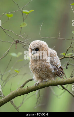 Allocco / Waldkauz ( Strix aluco ), grazioso uccellino, appollaiato su un ramo di un ontano, Elemosinare il cibo, la fauna selvatica, Germania. Foto Stock