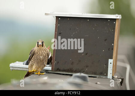 Falco pellegrino ( Falco peregrinus ), neonata, arroccato sul bordo di un tetto industriale di fronte ad un uomo fatto di aiuto di nidificazione. Foto Stock