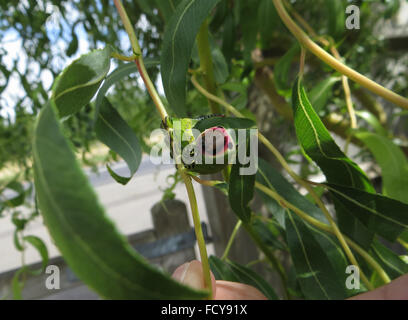 5° instar Puss Moth caterpillar (Cerura vinula) in posizione difensiva sui cavatappi willow (Salix matsudana tortuosa "') Foto Stock