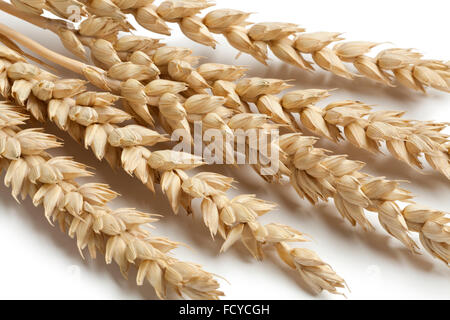 Grano essiccato close up su sfondo bianco Foto Stock