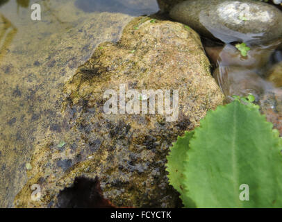 Spotted wolf spider (Pardosa amentata) su un masso a bordo di un laghetto in giardino Foto Stock