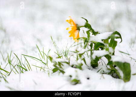 Dipinto di daisy nella neve Foto Stock
