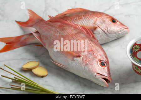 Crudo fresco red lutiani pronto per cucinare Foto Stock