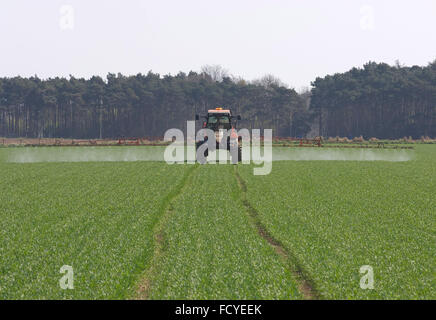 Il trattore la spruzzatura di sostanze chimiche su un campo verde. Foto Stock