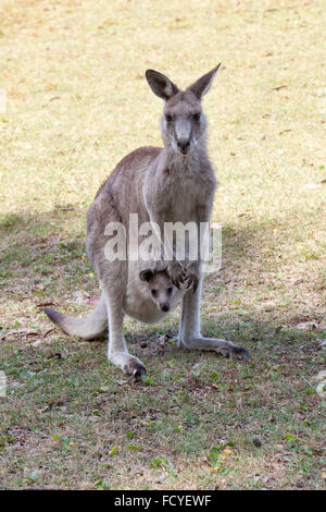 Canguro rosso madre e joey in Australia nel NSW, Australia Foto Stock