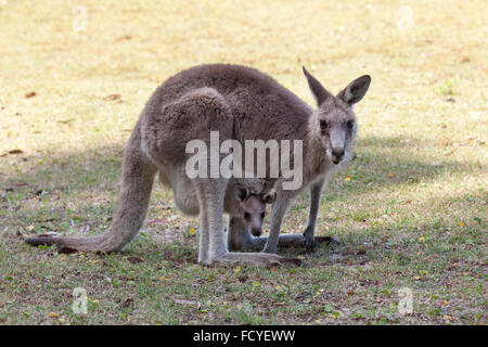 Canguro rosso madre e joey in Australia nel NSW, Australia Foto Stock