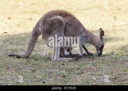 Canguro rosso madre e joey mangiare insieme in Australia nel Queensland, Australia Foto Stock