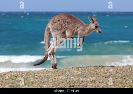 Jumping canguro rosso sulla spiaggia, deposito di spiaggia, Nuovo Galles del Sud, Australia Foto Stock