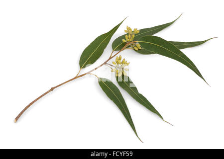Ramo di eucalipto e foglie su sfondo bianco Foto Stock